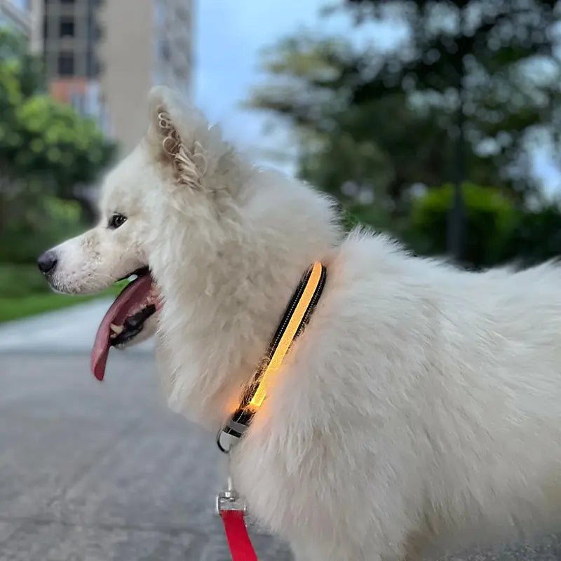 Dog - Led - Light - Up - Collar | Shop Sbrtn Homes – Color Changing Pet for dog (1 view)