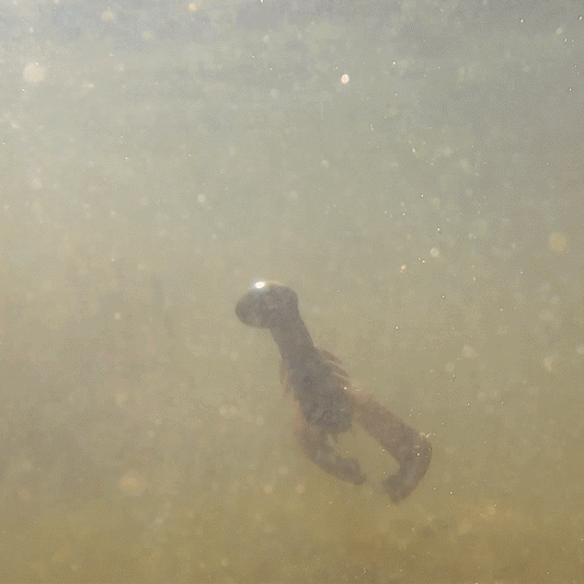 Reaction Tackle Lead Swing Football Jigs- 5-PACK - New