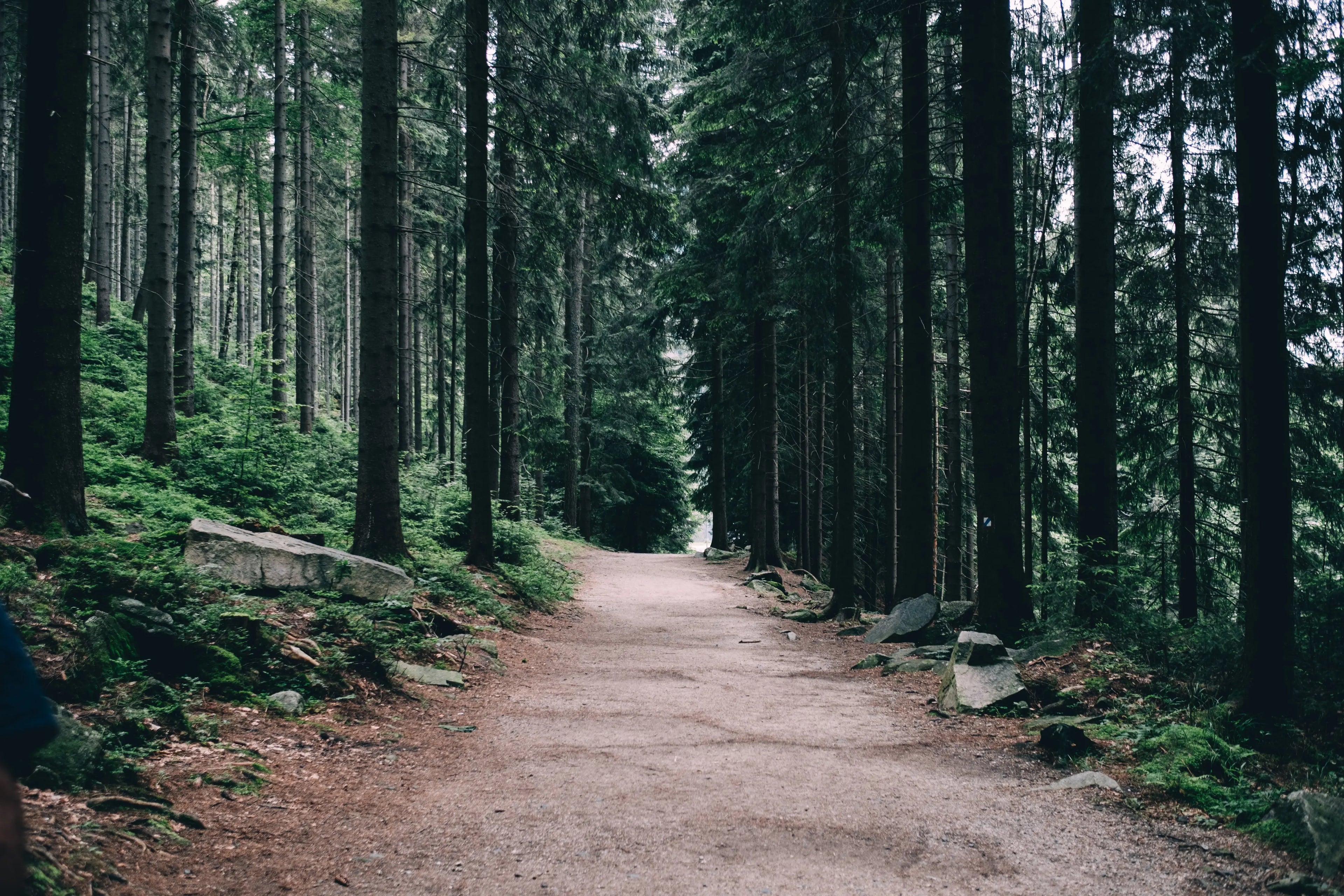 Winding dirt path through a dense forest with tall trees and green undergrowth.