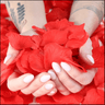 Rose-Petals | Shop RM Outpost