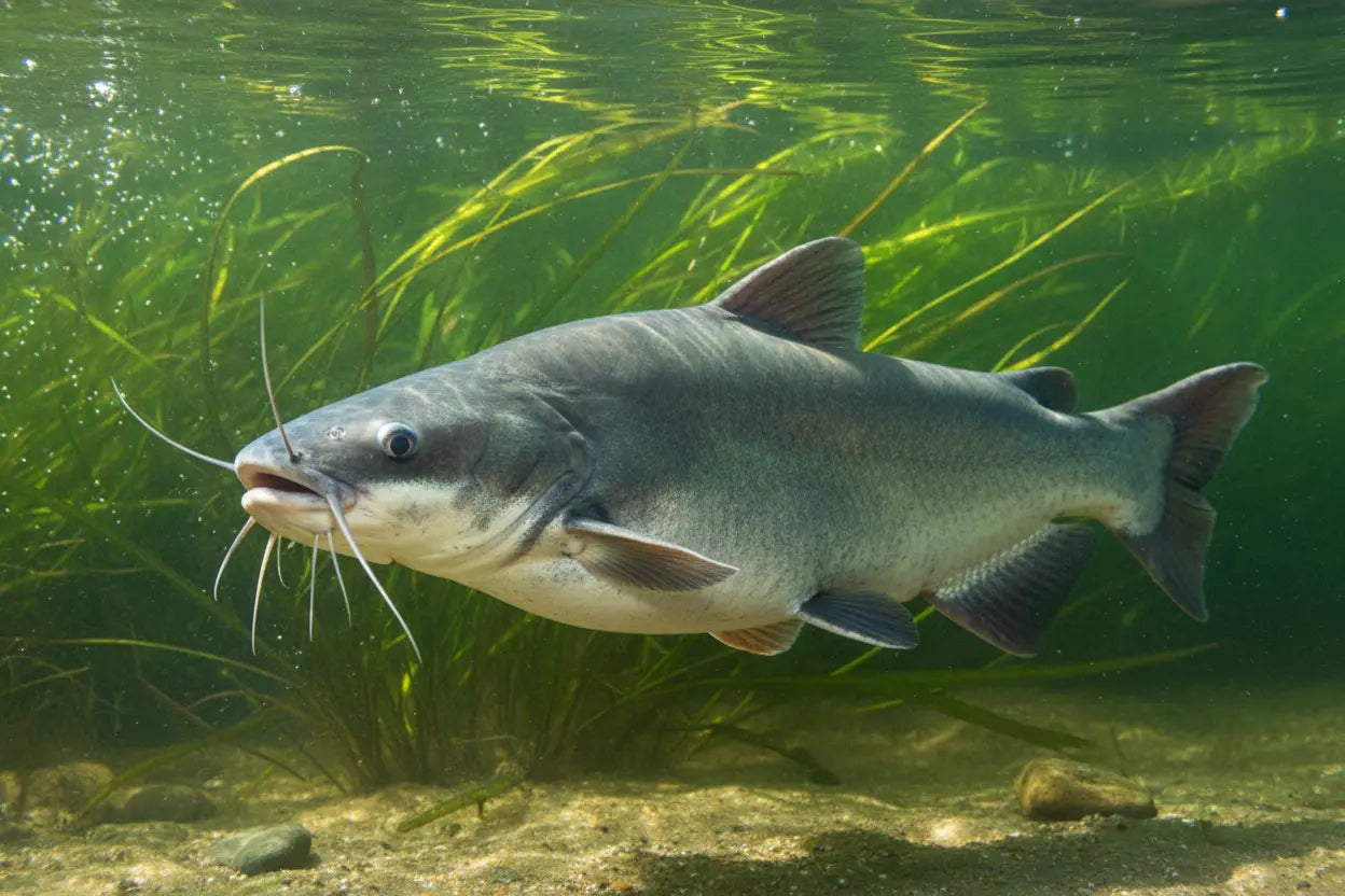 Catfish swimming near underwater plants