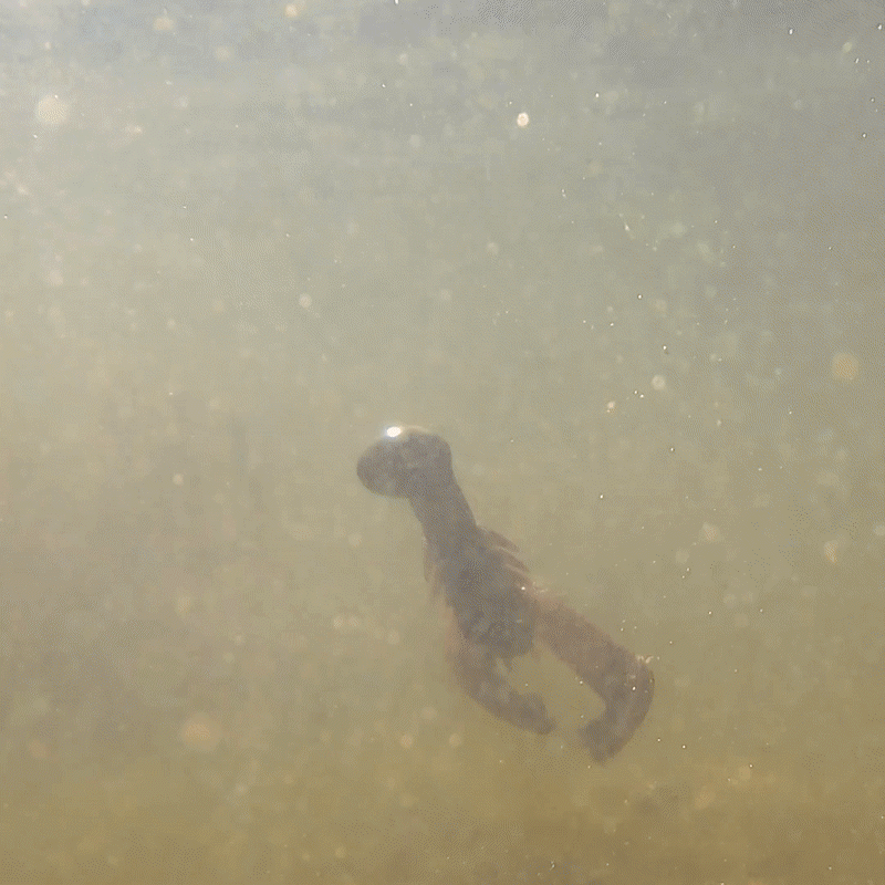 Reaction Tackle Lead Swing Football Jigs - 5-PACK - New